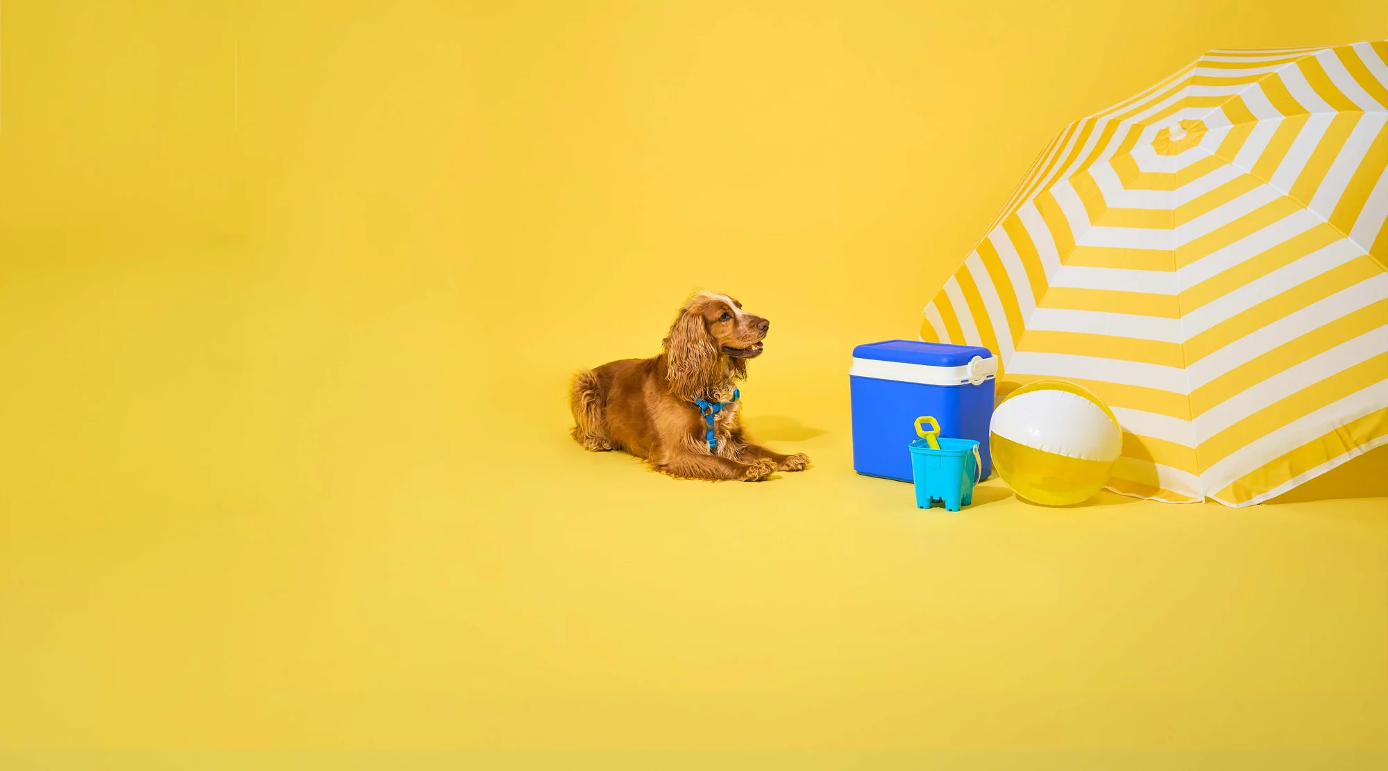 Elevate Your Dog's Daily Adventure